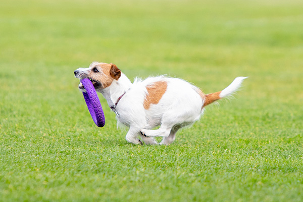 Ci Pensiamo Noi! Centro Multiservizi ad Assemini - Dog Sitting