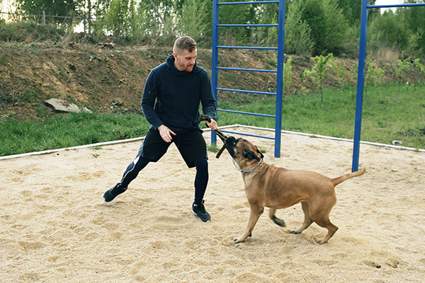 Ci Pensiamo Noi! Centro Multiservizi ad Assemini - Dog Sitting