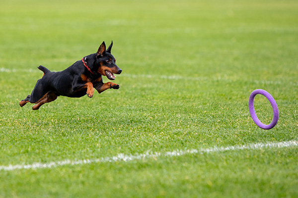 Ci Pensiamo Noi! Centro Multiservizi ad Assemini - Dog Sitting